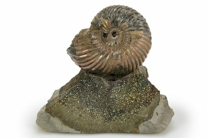 Iridescent, Pyritized Ammonite Fossil Display #316308